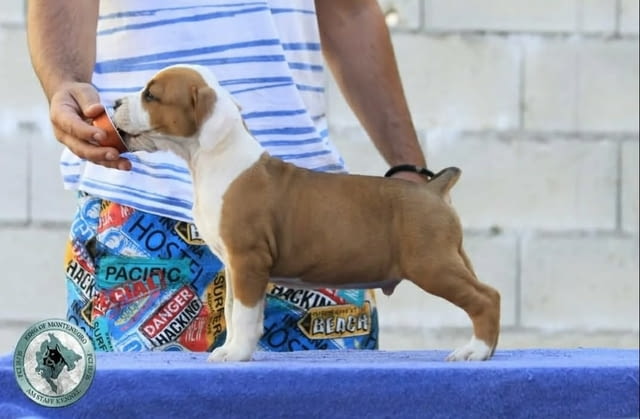 Американски стафордшир териер – красиви кученца, city of Izvun Bulgaria | Dogs - снимка 5