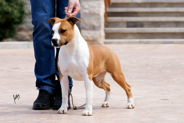 Американски стафордшир териер – красиви кученца, city of Izvun Bulgaria | Dogs - снимка 6