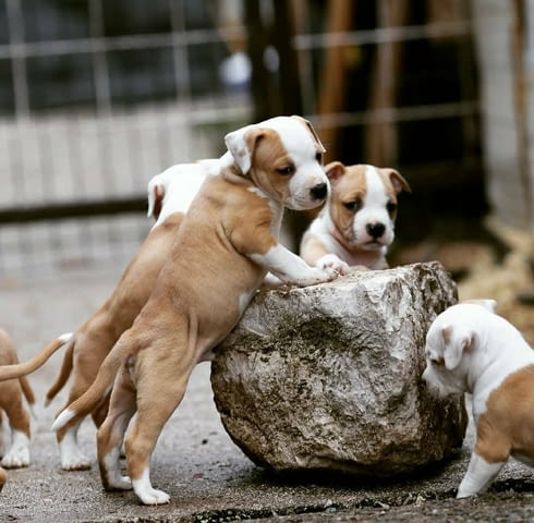 Американски стафордшир териер – красиви кученца, city of Izvun Bulgaria | Dogs - снимка 10