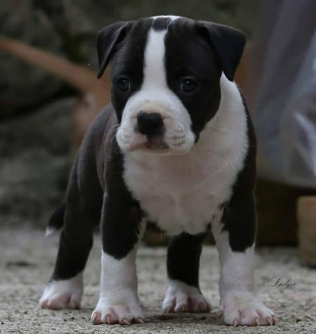 Американски стафордшир териер – красиви кученца, city of Izvun Bulgaria | Dogs - снимка 11