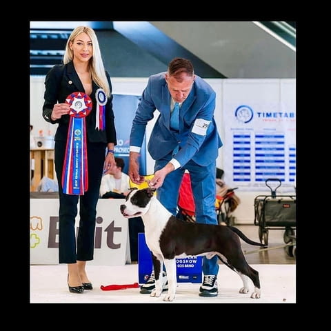 Американски стафордшир териер – красиви кученца, city of Izvun Bulgaria | Dogs - снимка 12