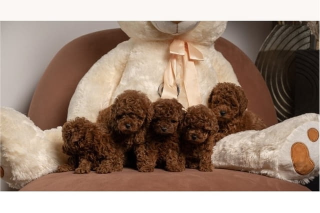 Червено джудже и играчки пудели Mini Poodle, 2 Months - city of Izvun Bulgaria | Dogs - снимка 1
