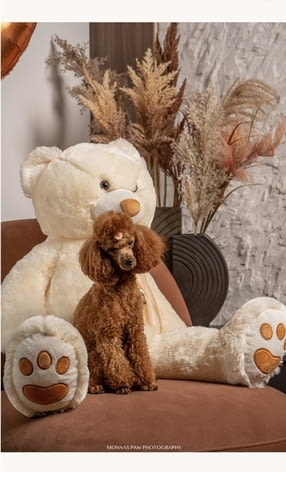 Червено джудже и играчки пудели Mini Poodle, 2 Months - city of Izvun Bulgaria | Dogs - снимка 2