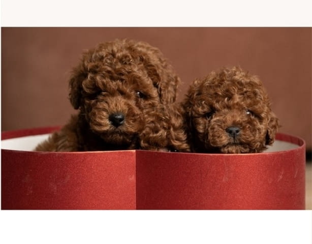 Червено джудже и играчки пудели Mini Poodle, 2 Months - city of Izvun Bulgaria | Dogs - снимка 3