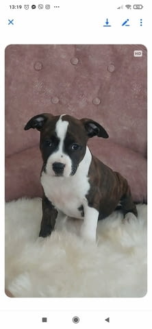 American Staffordshire female Американски стафордширски териер, 3 месеца, Ваксинирано - Да - град София | Кучета - снимка 1