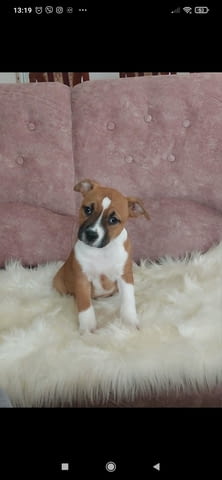 American Staffordshire female Американски стафордширски териер, 3 месеца, Ваксинирано - Да - град София | Кучета - снимка 2