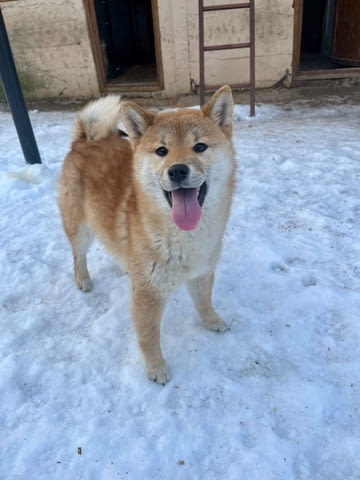 Shiba inu puppies from top parents Другa - град Извън България | Кучета - снимка 2