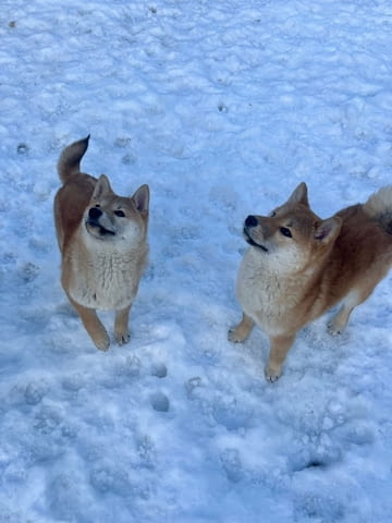Shiba inu puppies from top parents Другa - град Извън България | Кучета - снимка 3