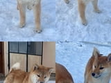Shiba inu puppies from top parents