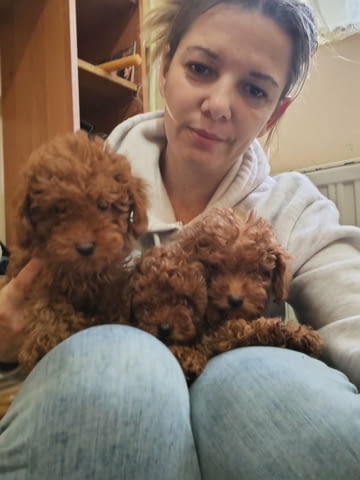 Red toy poodles Пудел той - град Извън България | Кучета - снимка 1
