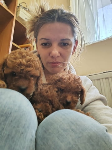 Red toy poodles Пудел той - град Извън България | Кучета - снимка 2