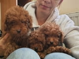 Red toy poodles