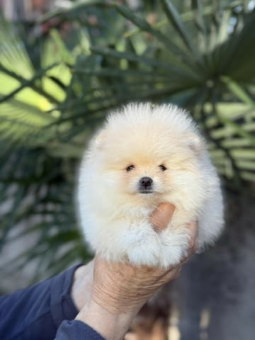 Сладки мини ПОМЕРАНИ Pomeranian, Vaccinated - Yes, Dewormed - Yes - city of Sofia | Dogs - снимка 1