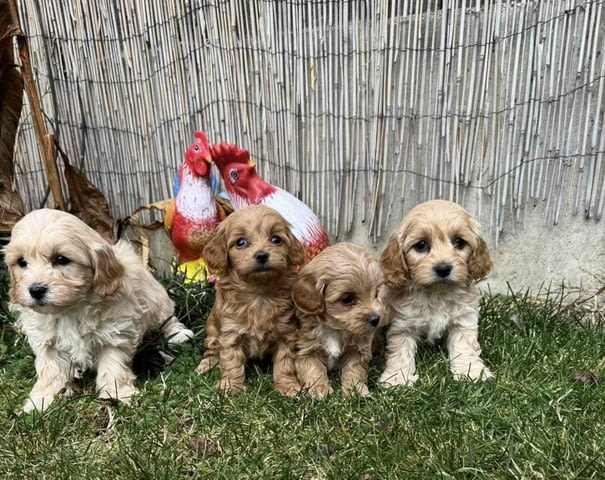 Сладки Малтипу - мъжки и женски Maltese Bolonese, 2 Months, Vaccinated - Yes - city of Sofia | Dogs - снимка 1