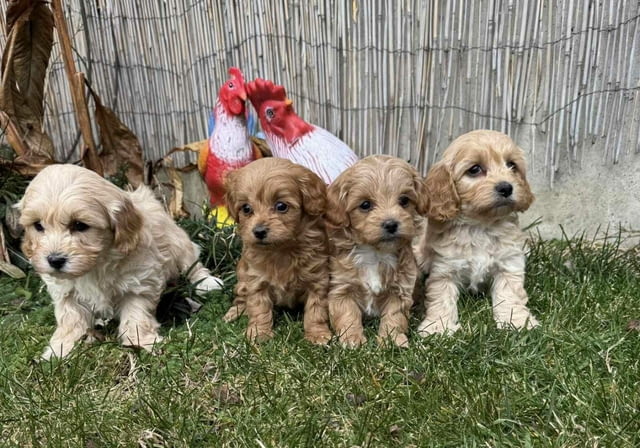 Сладки Малтипу - мъжки и женски Maltese Bolonese, 2 Months, Vaccinated - Yes - city of Sofia | Dogs - снимка 2