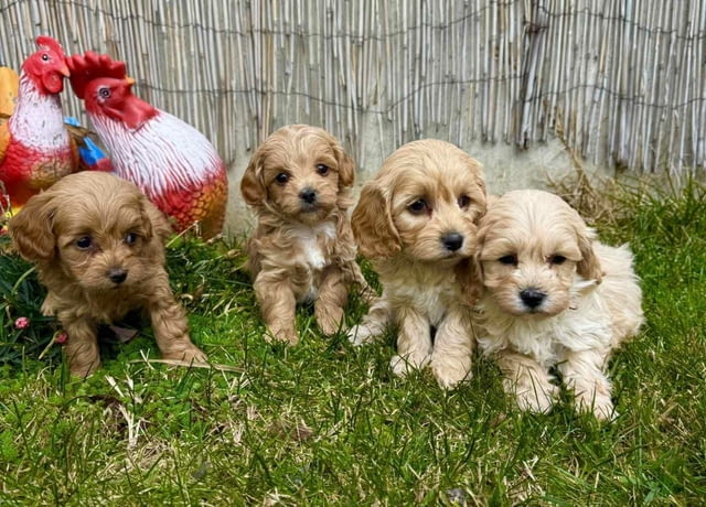 Сладки Малтипу - мъжки и женски Maltese Bolonese, 2 Months, Vaccinated - Yes - city of Sofia | Dogs - снимка 3
