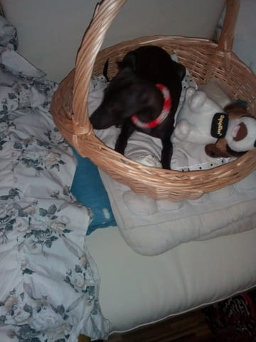 Италианска хрътка - Левретка Левретка (Малка италианска хрътка), 6 месеца, Ваксинирано - Не - град Варна | Кучета - снимка 1