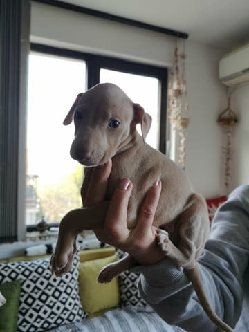 Италианска хрътка - Левретка Левретка (Малка италианска хрътка), 6 месеца, Ваксинирано - Не - град Варна | Кучета - снимка 3