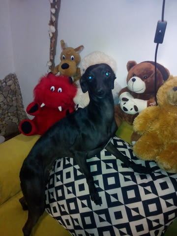 Италианска хрътка - Левретка Левретка (Малка италианска хрътка), 6 месеца, Ваксинирано - Не - град Варна | Кучета - снимка 4