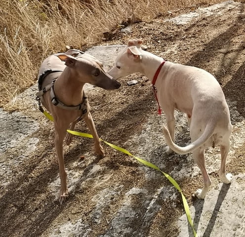 Италианска хрътка - Левретка Левретка (Малка италианска хрътка), 6 месеца, Ваксинирано - Не - град Варна | Кучета - снимка 5