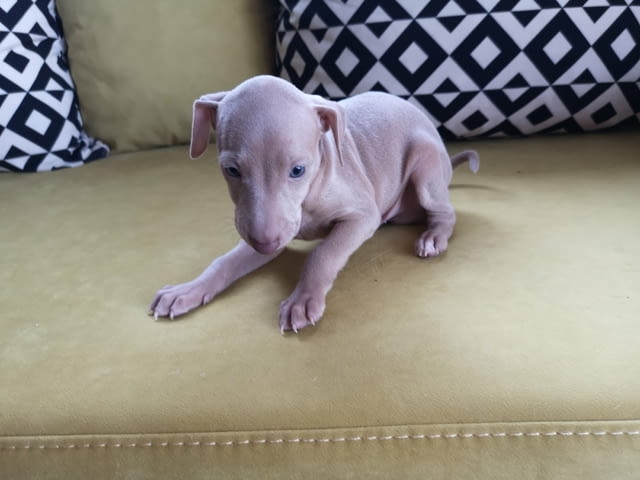 Италианска хрътка - Левретка Левретка (Малка италианска хрътка), 6 месеца, Ваксинирано - Не - град Варна | Кучета - снимка 6