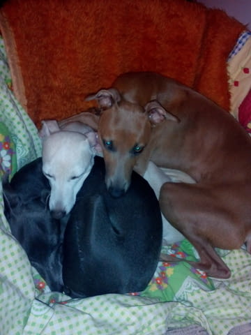 Италианска хрътка - Левретка Левретка (Малка италианска хрътка), 6 месеца, Ваксинирано - Не - град Варна | Кучета - снимка 7