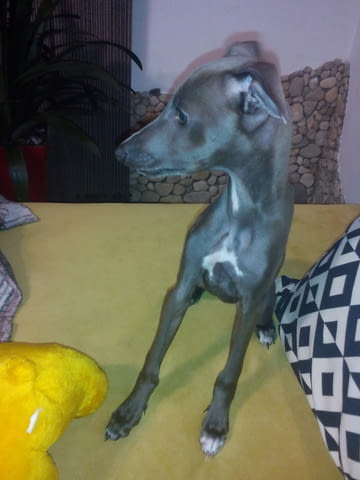 Италианска хрътка - Левретка Левретка (Малка италианска хрътка), 6 месеца, Ваксинирано - Не - град Варна | Кучета - снимка 9