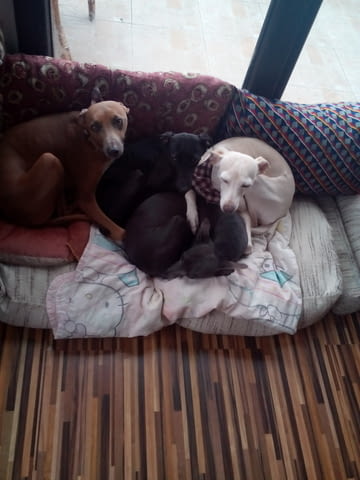 Италианска хрътка - Левретка Левретка (Малка италианска хрътка), 6 месеца, Ваксинирано - Не - град Варна | Кучета - снимка 10