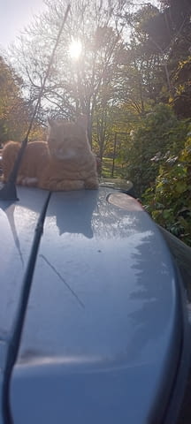 Хамалски услуги В страната, Работа през уикенд - Да - град София | Транспортни / Хамалски