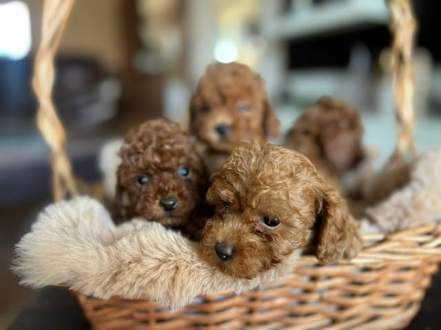 Той пудел – красиви кученца Пудел той, Ваксинирано - Да, Обезпаразитено - Да - град Извън България | Кучета - снимка 1