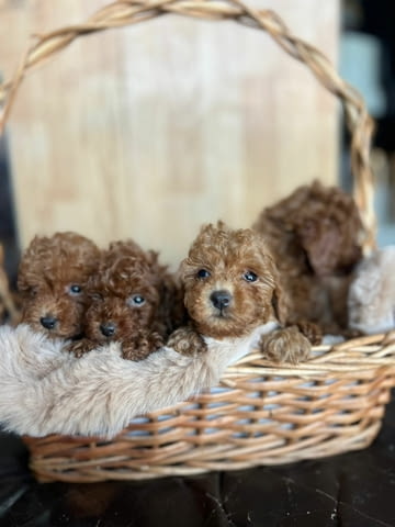 Той пудел – красиви кученца Пудел той, Ваксинирано - Да, Обезпаразитено - Да - град Извън България | Кучета - снимка 2