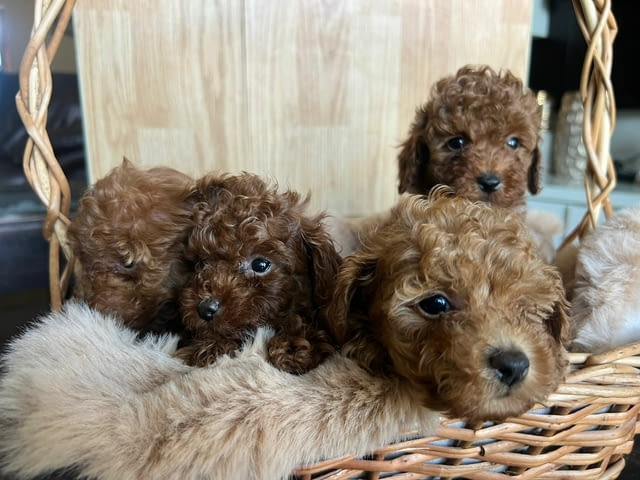 Той пудел – красиви кученца Пудел той, Ваксинирано - Да, Обезпаразитено - Да - град Извън България | Кучета - снимка 3