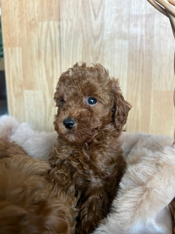 Той пудел – красиви кученца Пудел той, Ваксинирано - Да, Обезпаразитено - Да - град Извън България | Кучета - снимка 4