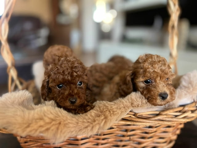 Той пудел – красиви кученца Пудел той, Ваксинирано - Да, Обезпаразитено - Да - град Извън България | Кучета - снимка 5