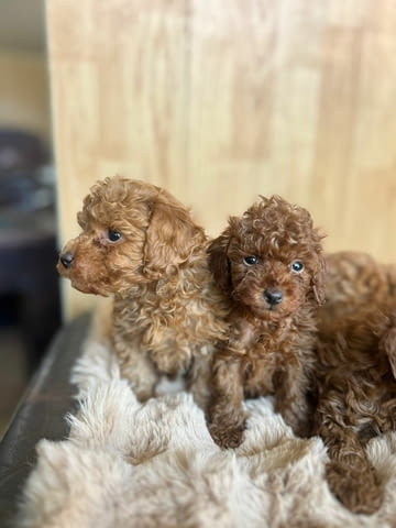 Той пудел – красиви кученца Пудел той, Ваксинирано - Да, Обезпаразитено - Да - град Извън България | Кучета - снимка 6