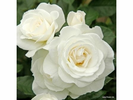 Търся жена която не се страхува от Unmarried - city of Burgas | Relationships - снимка 3