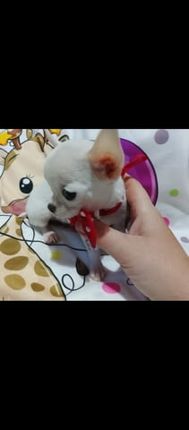 Mini chihuahuas Чихуахуа - град Извън България | Кучета - снимка 2