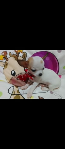 Mini chihuahuas Чихуахуа - град Извън България | Кучета - снимка 4
