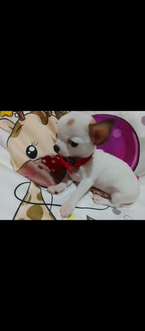 Mini chihuahuas Чихуахуа - град Извън България | Кучета - снимка 5