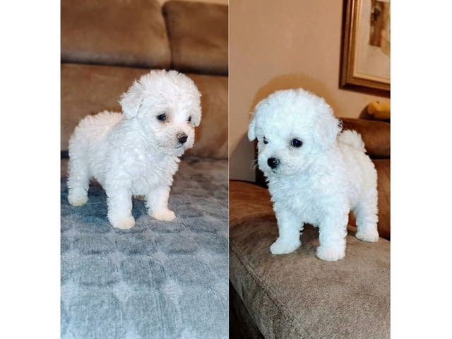 Curly Bichon Другa - град Извън България | Кучета - снимка 3