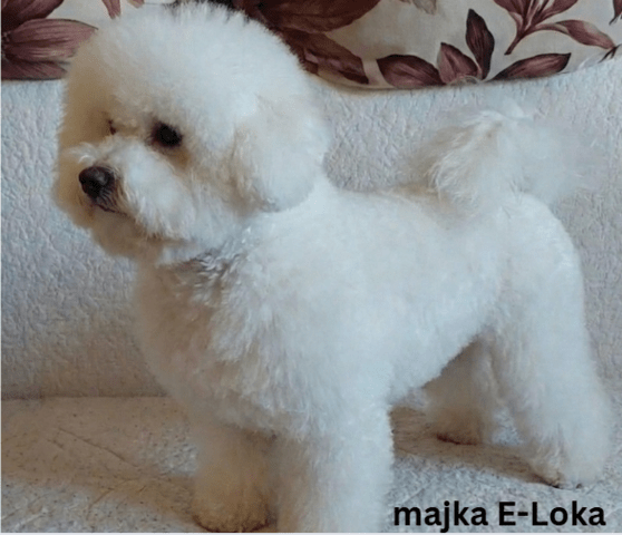 Curly Bichon Другa - град Извън България | Кучета - снимка 4