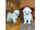 Curly Bichon