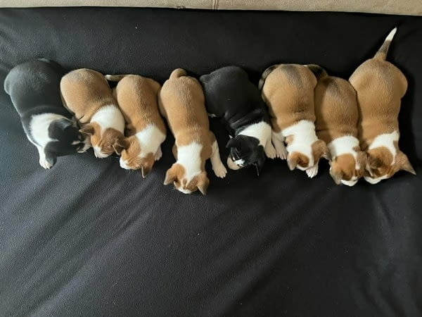 Кученца Басенджи червено-бяло и трицветно 2 месеца, Ваксинирано - Да, Обезпаразитено - Да - град Извън България | Кучета - снимка 2