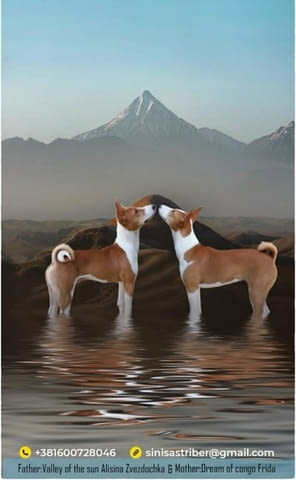 Кученца Басенджи червено-бяло и трицветно 2 месеца, Ваксинирано - Да, Обезпаразитено - Да - град Извън България | Кучета - снимка 3