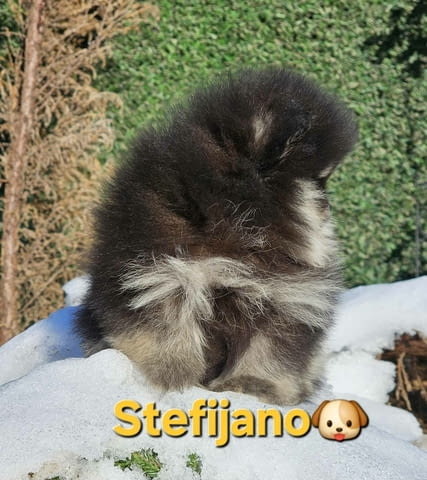 Померан BOO – мечешки тип, Померански шпиц Померан (Малък английски шпиц), Ваксинирано - Да, Обезпаразитено - Да - град Извън България | Кучета - снимка 3