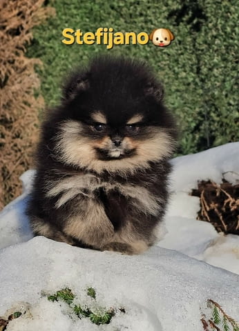 Померан BOO – мечешки тип, Померански шпиц Померан (Малък английски шпиц), Ваксинирано - Да, Обезпаразитено - Да - град Извън България | Кучета - снимка 4