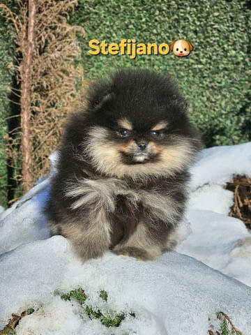 Померан BOO – мечешки тип, Померански шпиц Померан (Малък английски шпиц), Ваксинирано - Да, Обезпаразитено - Да - град Извън България | Кучета - снимка 6