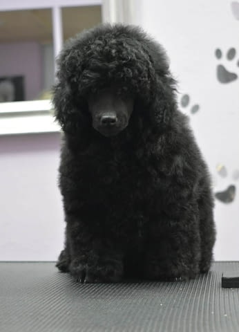 Миниатюрен пудел – мъжко кученце Пудел мини, Ваксинирано - Да, Обезпаразитено - Да - град Извън България | Кучета - снимка 1