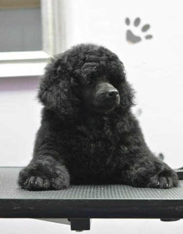 Миниатюрен пудел – мъжко кученце Пудел мини, Ваксинирано - Да, Обезпаразитено - Да - град Извън България | Кучета - снимка 2