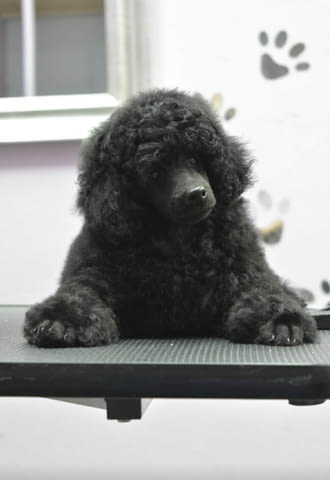 Миниатюрен пудел – мъжко кученце Пудел мини, Ваксинирано - Да, Обезпаразитено - Да - град Извън България | Кучета - снимка 3